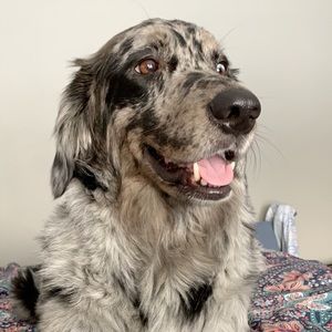 Meet your Posher, Morgan